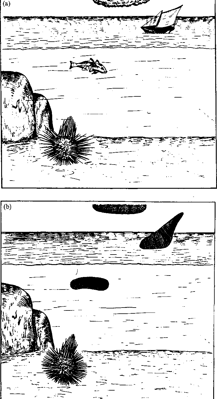 a) A sea urchin's environment. b) A sea urchin's Umwelt.